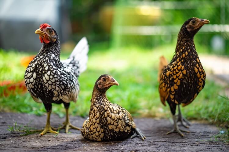 Thông tin sơ lược về giống gà vảy cá vàng