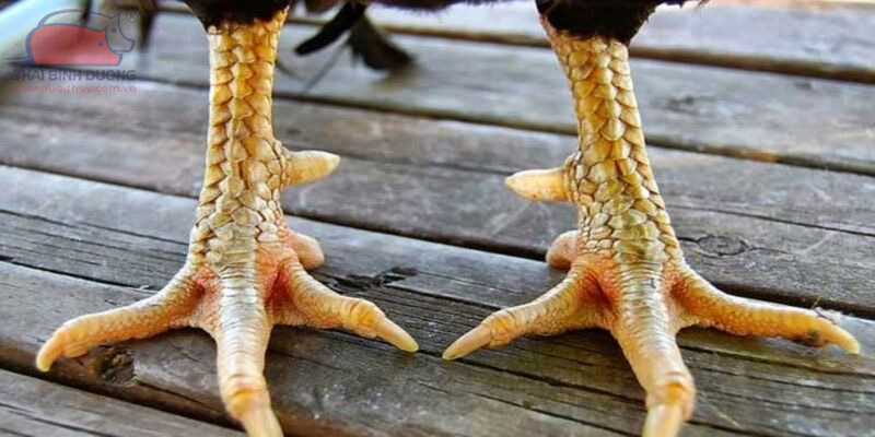 Cách xem vảy gà chọi để tránh vảy Khai Vuông Tám Vảy